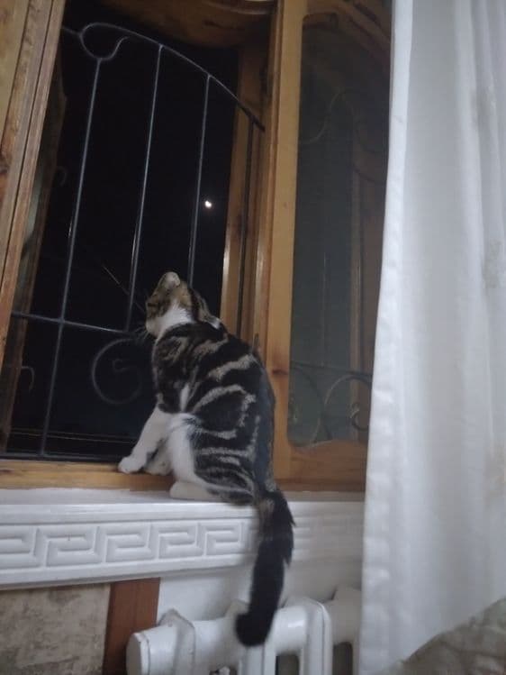 Продается кошка  срочно — 2