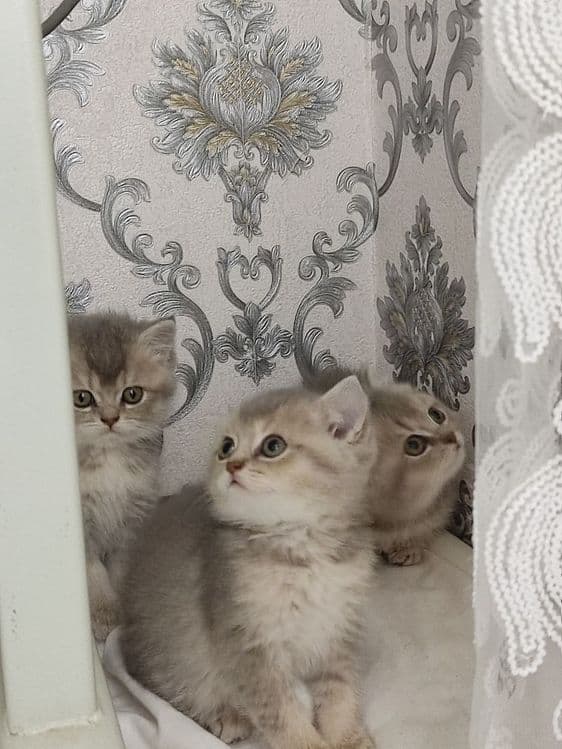Продам  Пепельной шеншила — 4