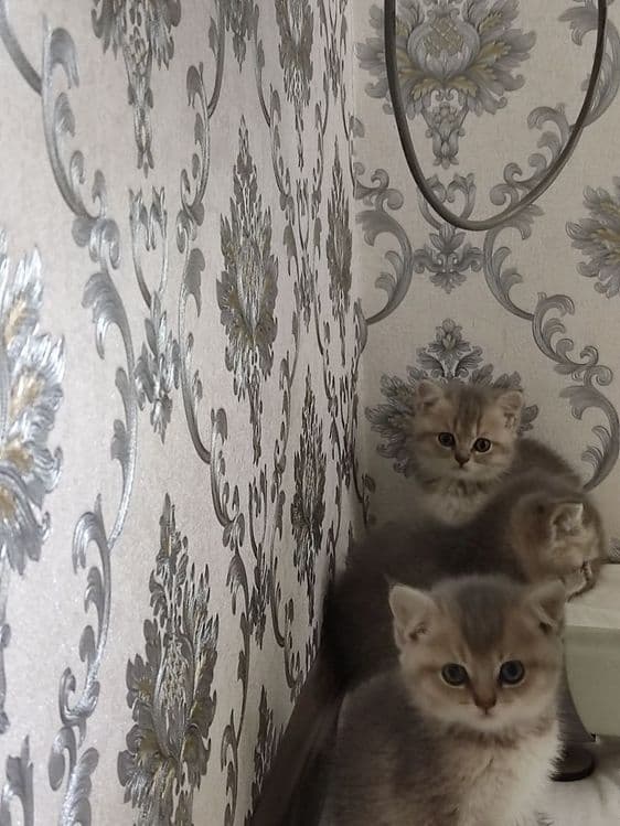Продам  Пепельной шеншила — 5