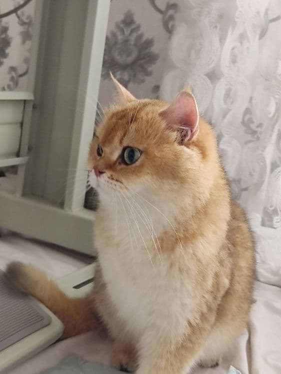 Продам  Пепельной шеншила — 7