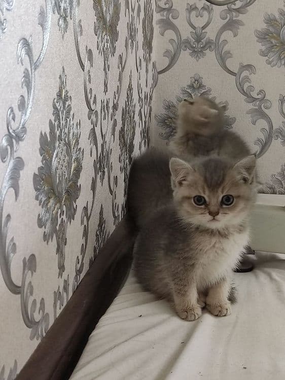 Продам  Пепельной шеншила — 8