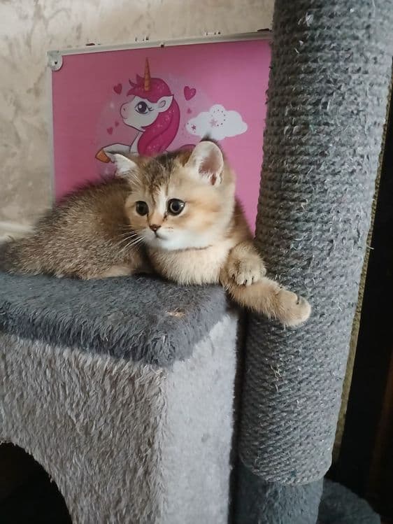 продаю девочку шиншилу — 2
