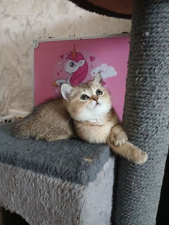 продаю девочку шиншилу — 3