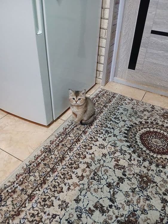 продаю девочку страйтт — 2