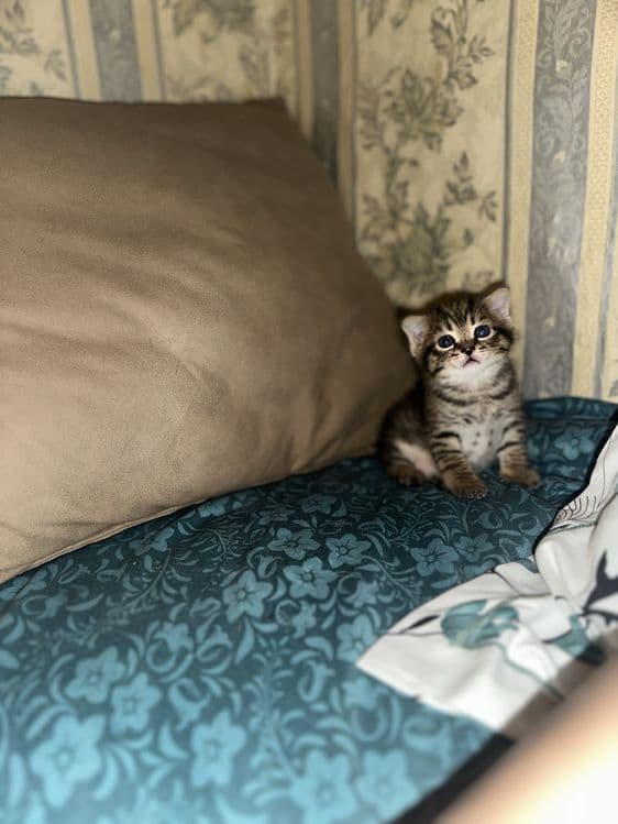 Вислоухие котята — 3