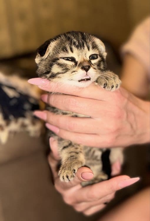 Вислоухие котята — 4
