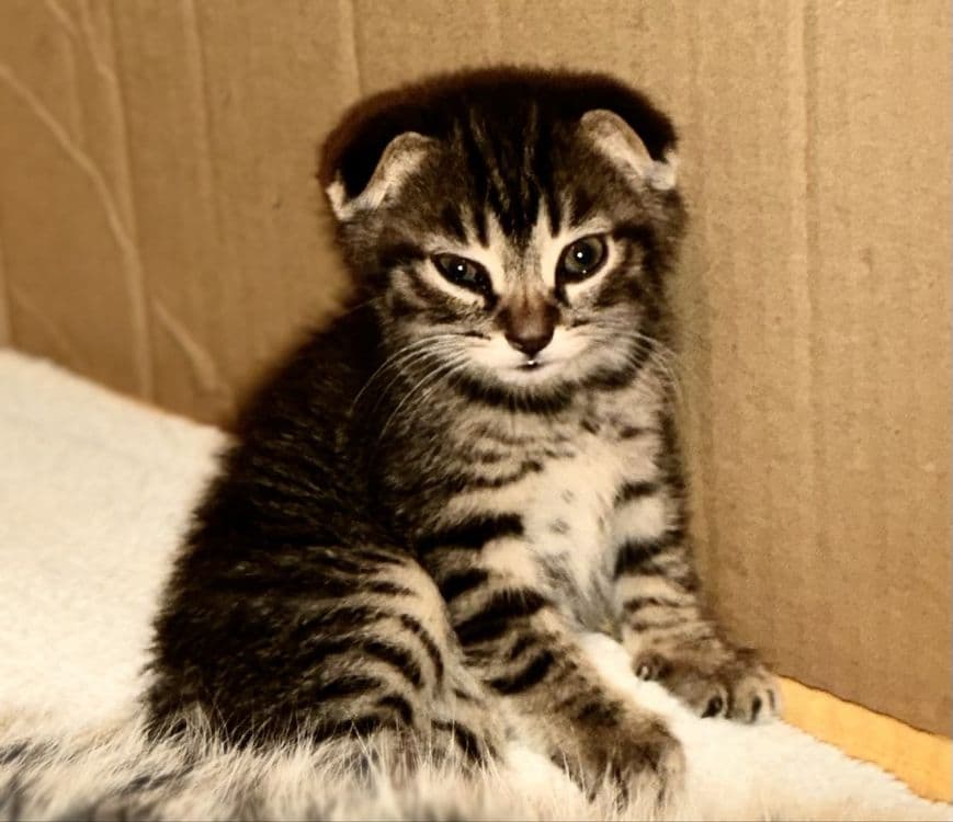 Вислоухие котята — 6