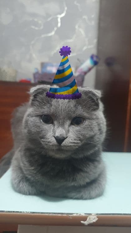 Продаём вислаухого котёнка — 1