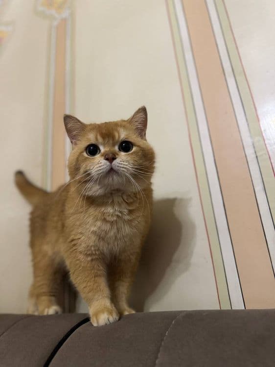 Котята золотая шиншила и вислоухий — 2