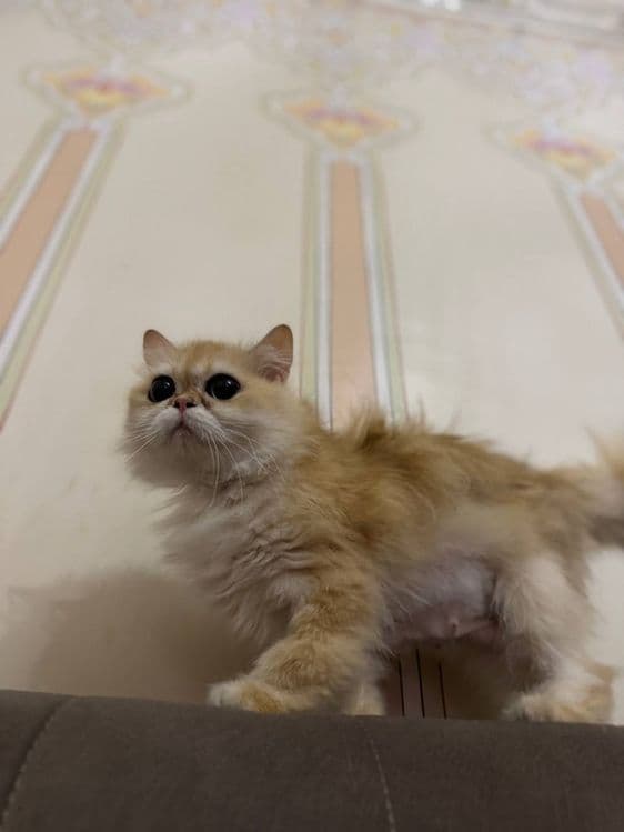 Котята золотая шиншила и вислоухий — 3