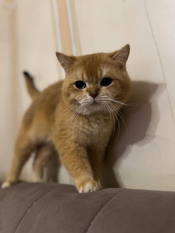 Котята золотая шиншила и вислоухий — 4