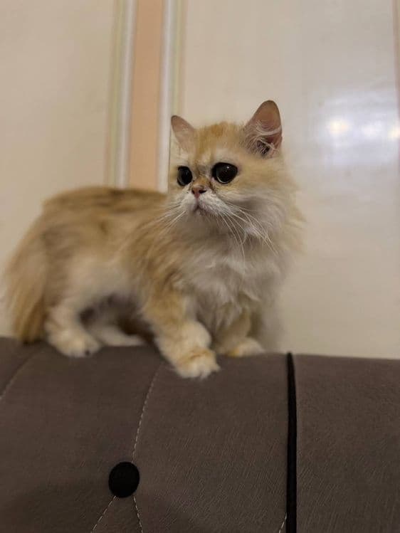 Котята золотая шиншила и вислоухий — 5