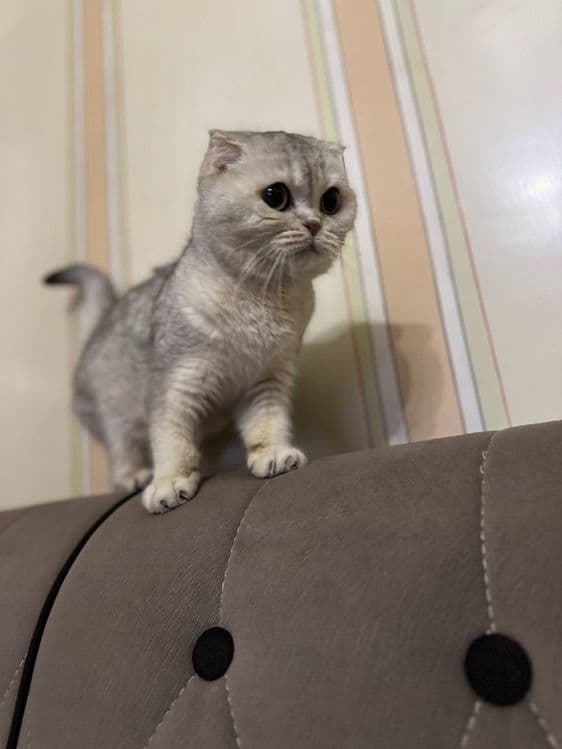 Котята золотая шиншила и вислоухий — 6