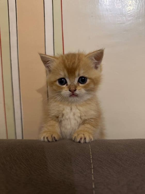 Котята золотая шиншила и вислоухий — 7