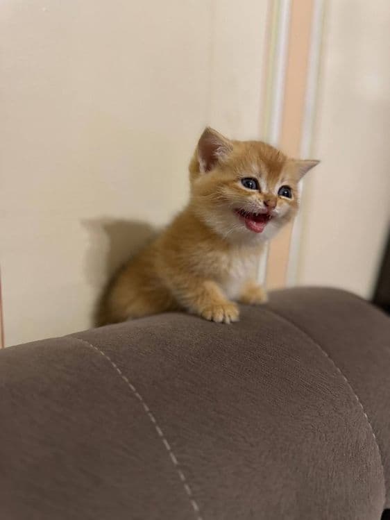 Котята золотая шиншила и вислоухий — 8