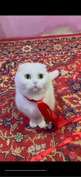 Шотландский вислоухая кошка 2 годик за 200$ — 2
