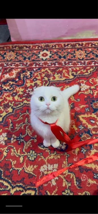 Шотландский вислоухая кошка 2 годик за 200$ — 3