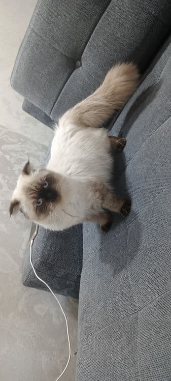 Мушук Сотилади Соглом Ишончли — 3