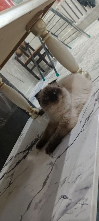 Мушук Сотилади Соглом Ишончли — 4