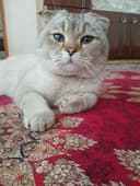 Scottish fold mushuk