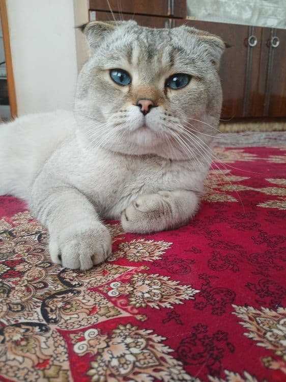 Scottish fold mushuk — 1