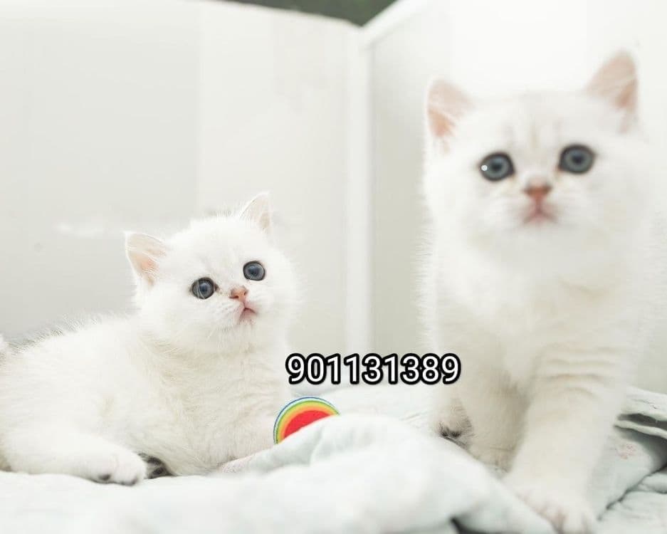 Британский Серабрист Шиншила — 5