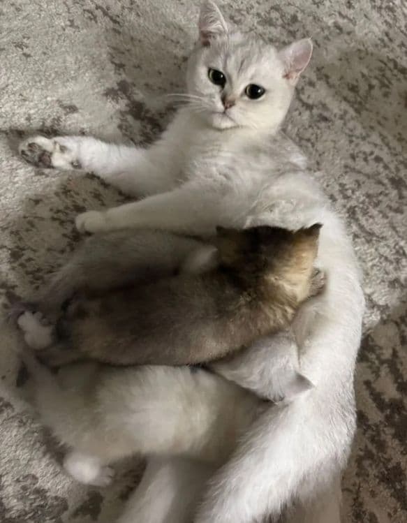 Британский Серабрист Шиншила — 6