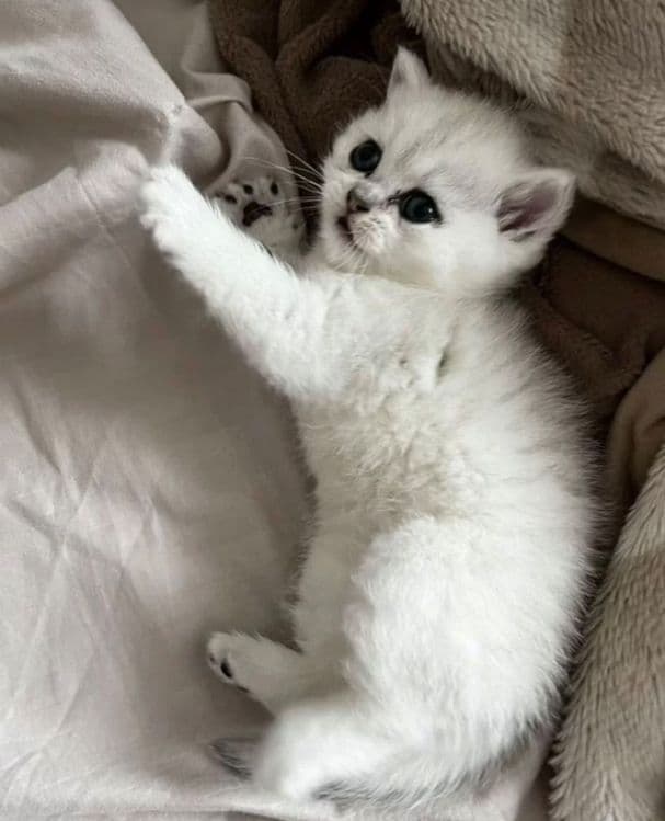 Британский Серабрист Шиншила. Киз. Угил — 2