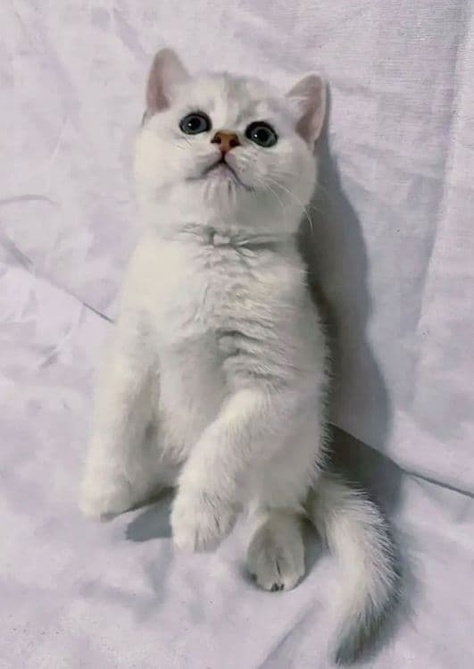 Британский Серабрист Шиншила. Киз. Угил — 3