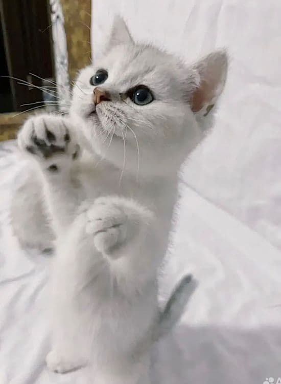 Британский Серабрист Шиншила. Киз. Угил — 4