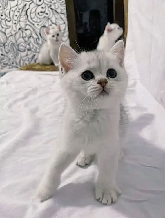 Британский Серабрист Шиншила. Киз. Угил — 5