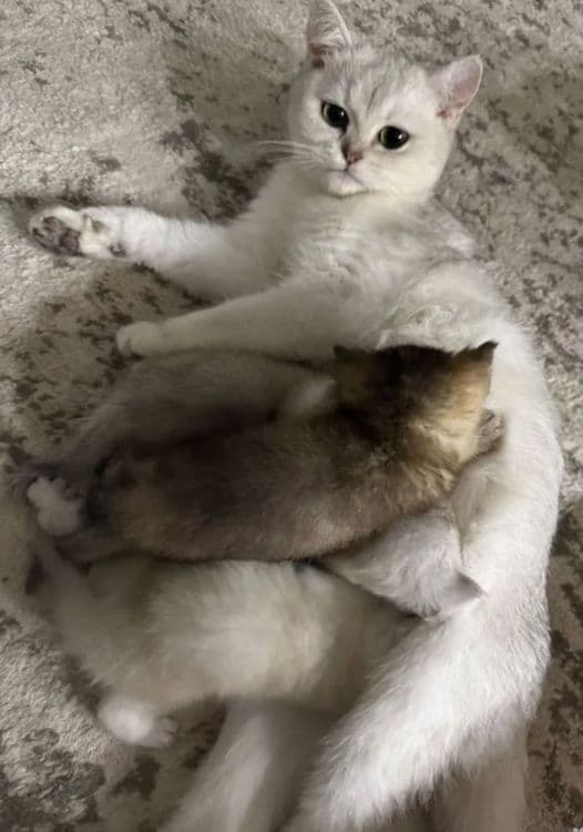 Британский Серабрист Шиншила. Киз. Угил — 6