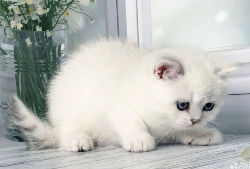 Британский Серабрист Шиншила. Киз. Угил — 7