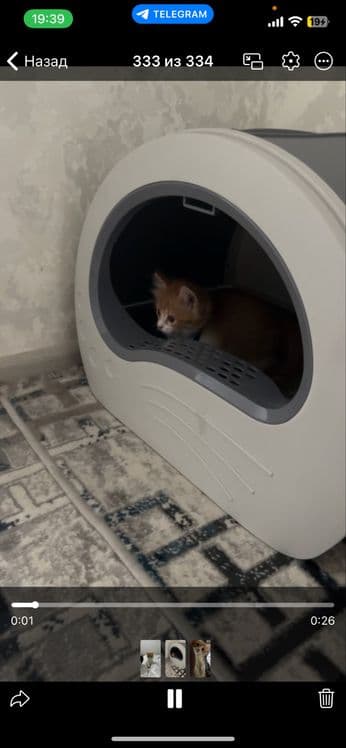 Продоётся котёнок — 2