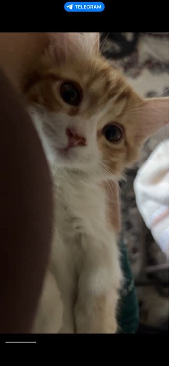 Продоётся котёнок — 3
