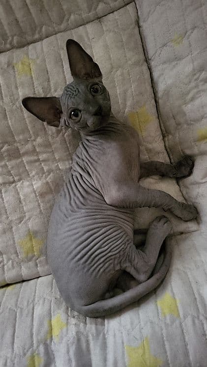Котята сфинкс 2 мальчика.