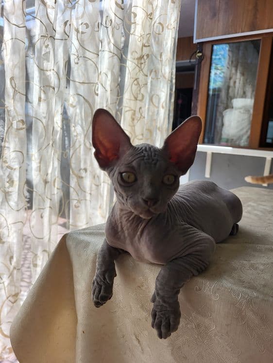 Котята сфинкс 2 мальчика. — 2