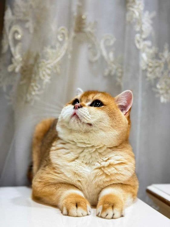 Вязка кошак Mushuk chatishtirish — 2