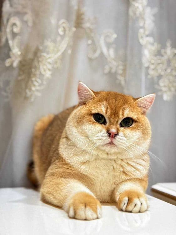 Вязка кошак Mushuk chatishtirish — 3