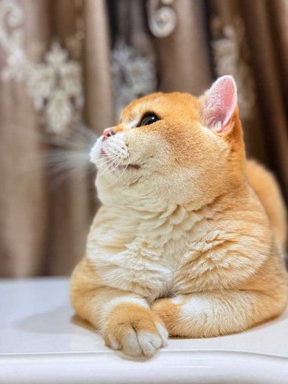 Вязка кошак Mushuk chatishtirish — 4