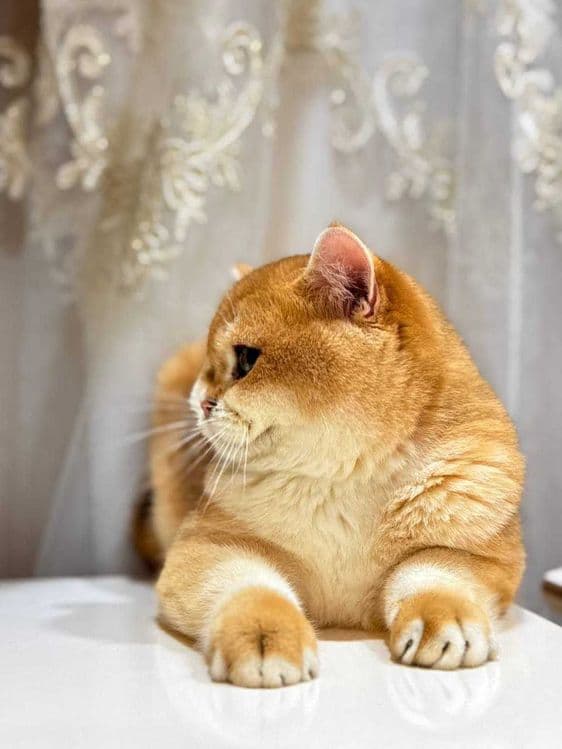 Вязка кошак Mushuk chatishtirish — 5