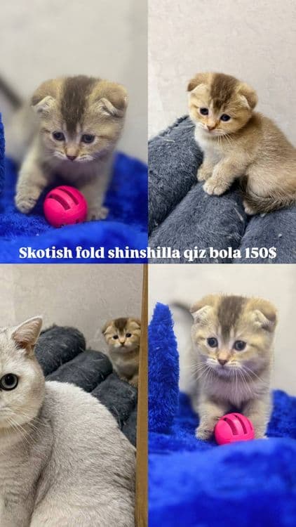 Musuklar scotish fold — 2