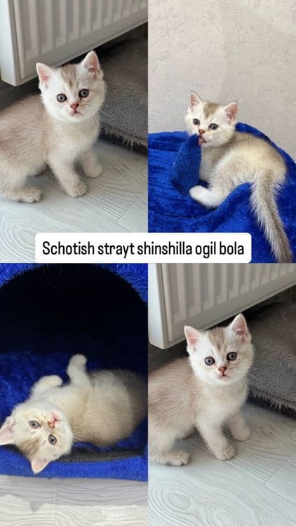 Musuklar scotish fold, scotish strayt — 3