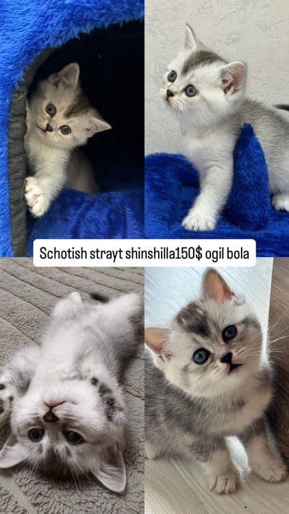Mushuklar scotish fold shinshila , scotish strayt — 2