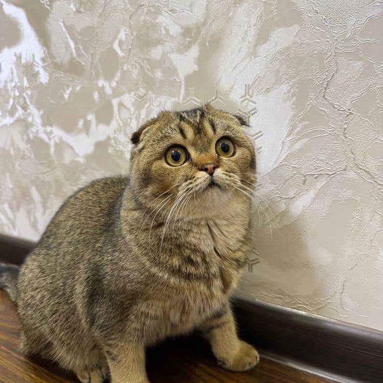 Mushuk sotiladi skotish fold — 3