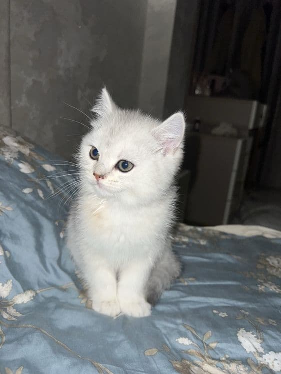 Mushuk shinshila — 3