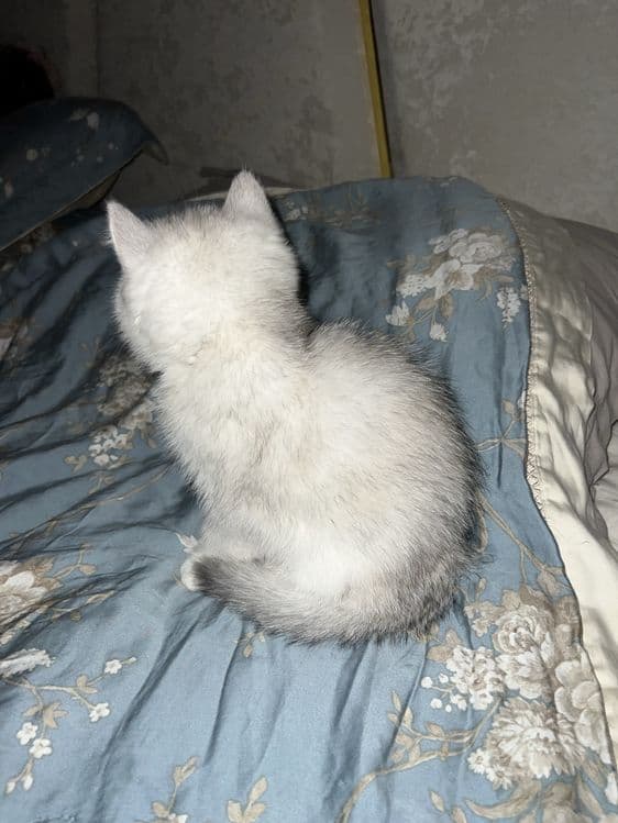 Mushuk Shinshila — 2