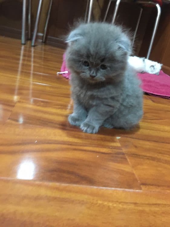 Готовятся к броню Скоттиш фолды — 3