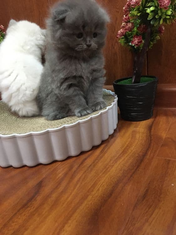 Готовятся к броню Скоттиш фолды — 4