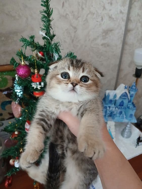 Продаю котят шиншил — 1